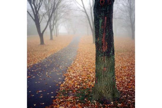 Misty Morning