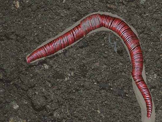 Earthworm