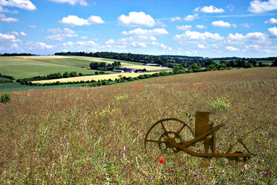 An Old Farmer's Field