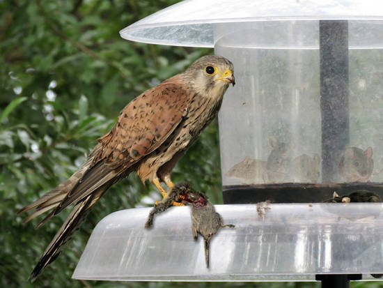 Bird of Prey Feeder