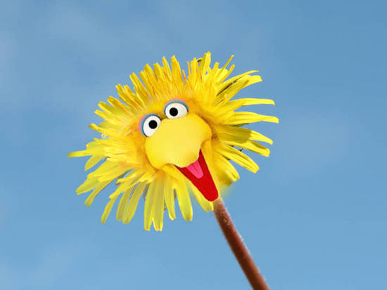 Big Bird Flower