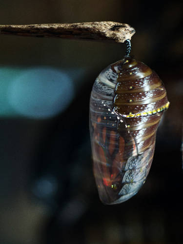 Chrysalis