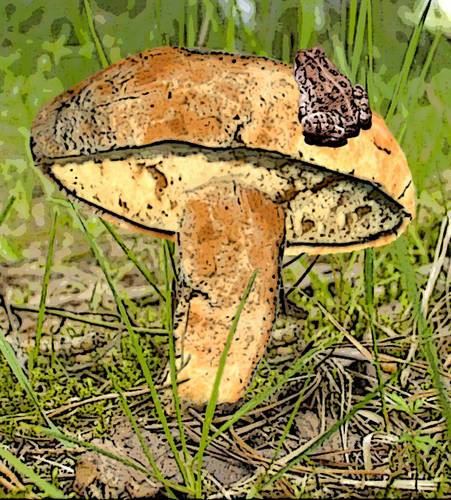 Breadshroom