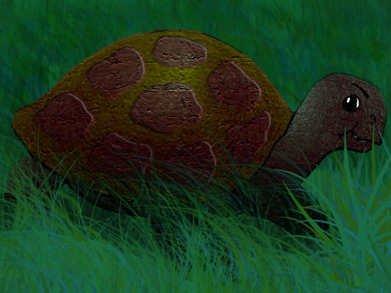 turtle 