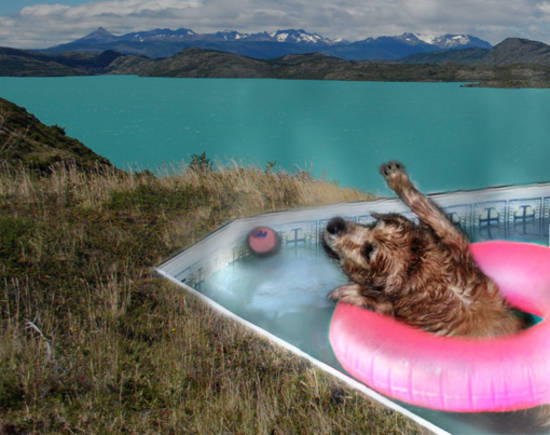 dog playing in a pool