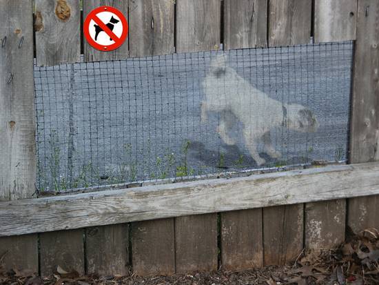 Doggy in the window...