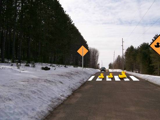 Duck Crossing