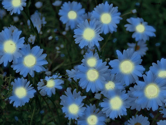 Night Flowers