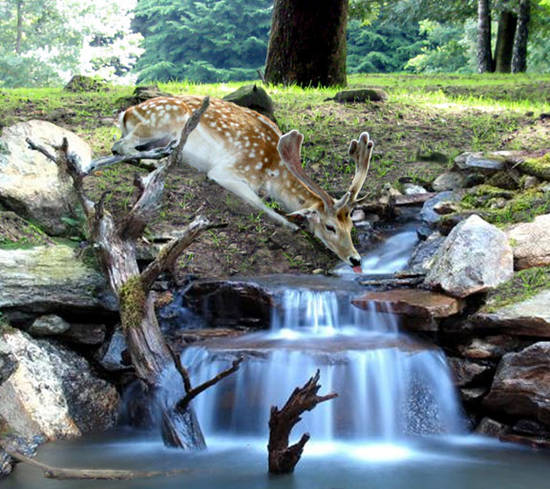 Relaxing by the Stream