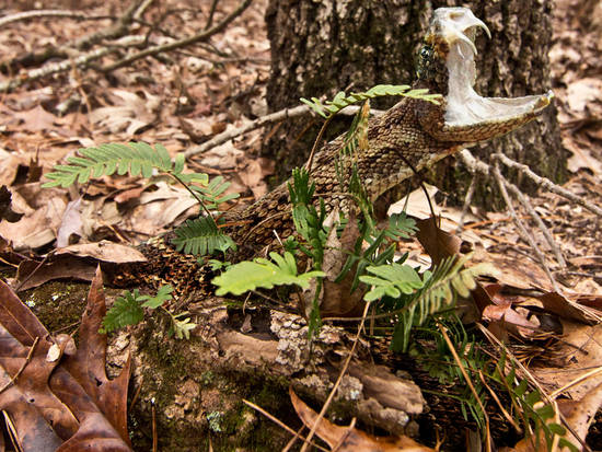 Camouflaged Rattler