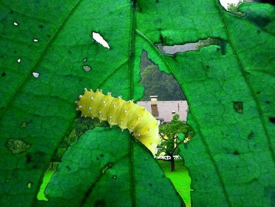 caterpillar