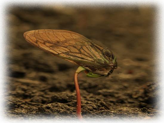 Maple Seedling