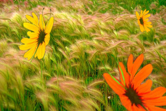 Butterflowers