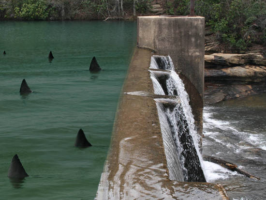 Dam Sharks