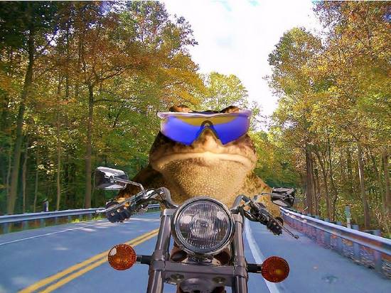 Road Frog