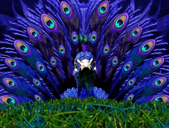 Peacock