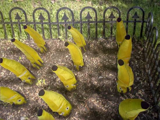 Bananas garden