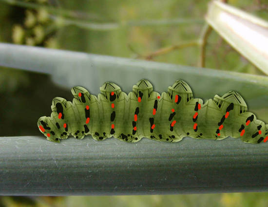 Caterpillar concrete