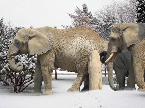 Arctic Elephants