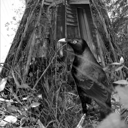 Bowerbird and nest