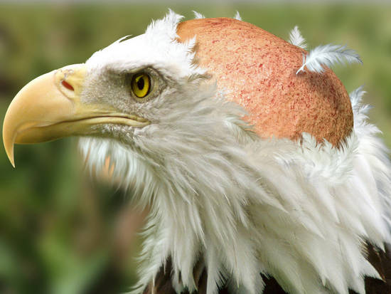 Bald eagle