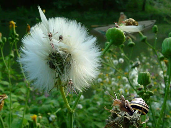 pixies in the brush