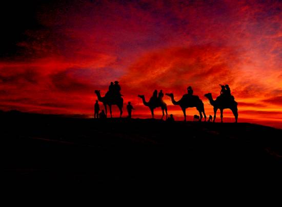 Sunset Camel Ride