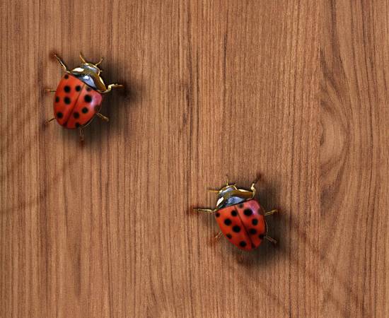 Ladybug