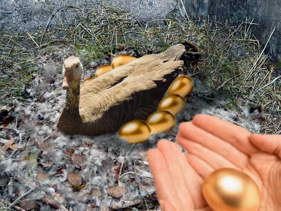 Goose Laid Golden Eggs  