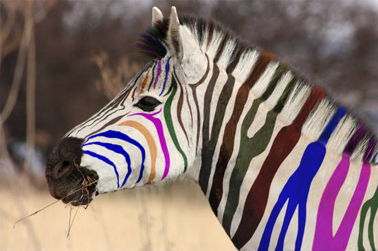 Modern Art Zebra