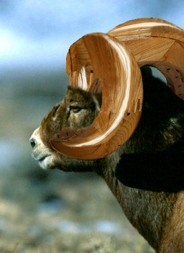  ~ Bigwood Ram ~