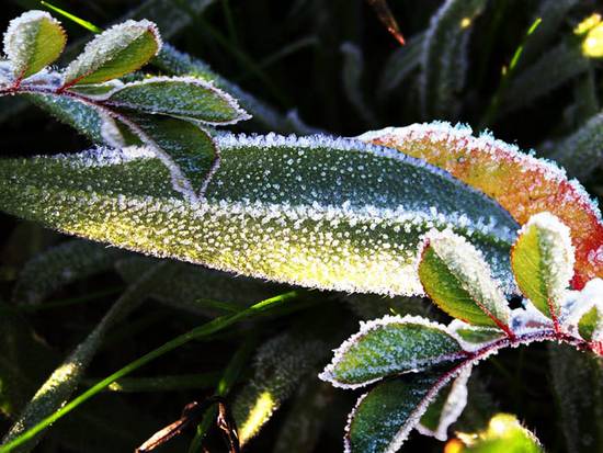 Frozen Plants