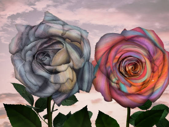 Painted Roses