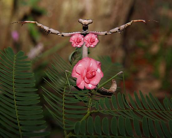 Praying Mantis