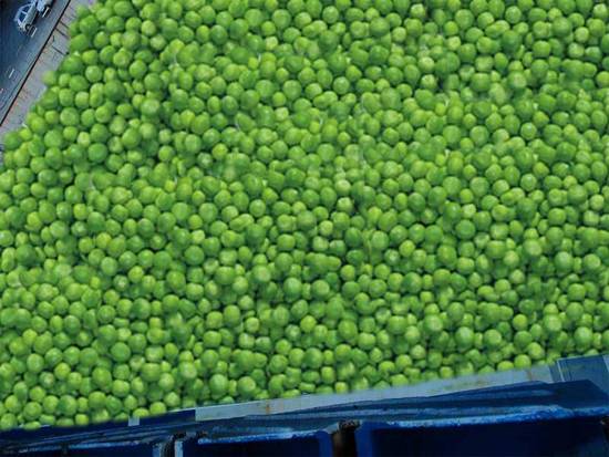 Pea Flood