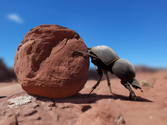 Dung Beetle