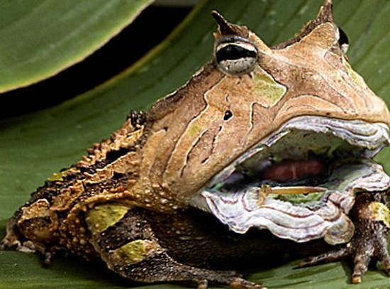 Frog, who has Fungi lips