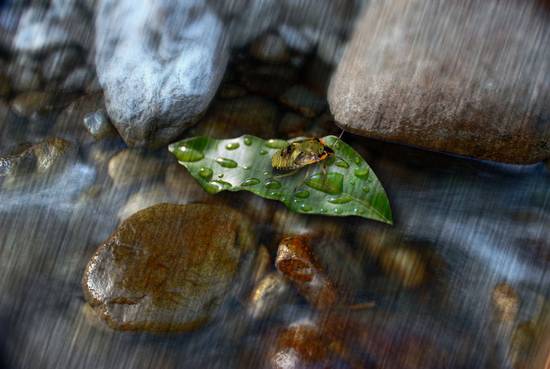 leaf on the river