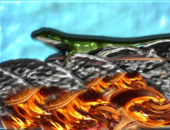 Lizard on fire 