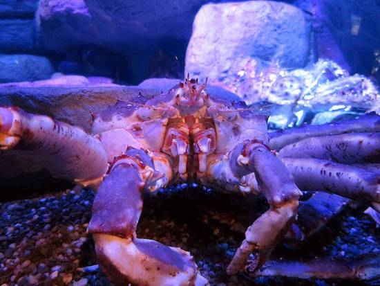 Queen crab