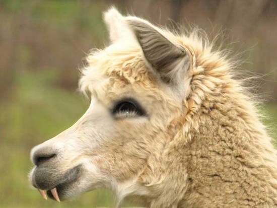 LlamaWolf