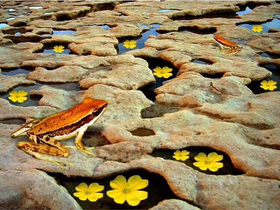 Flower Pond