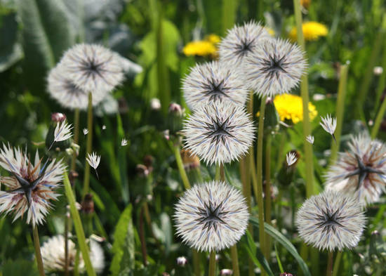 Dandelions in a breeze.