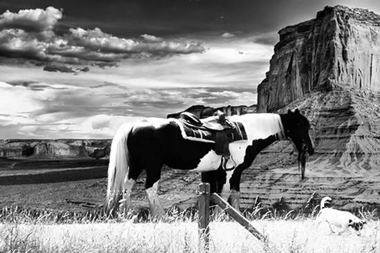 Horse in Rock