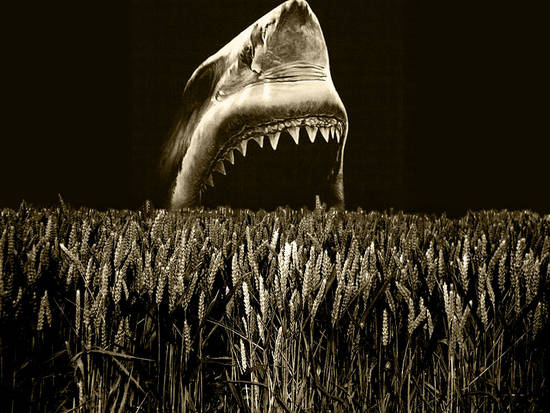 Wheat Shark