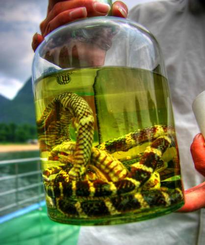 Guilin Snake Wine