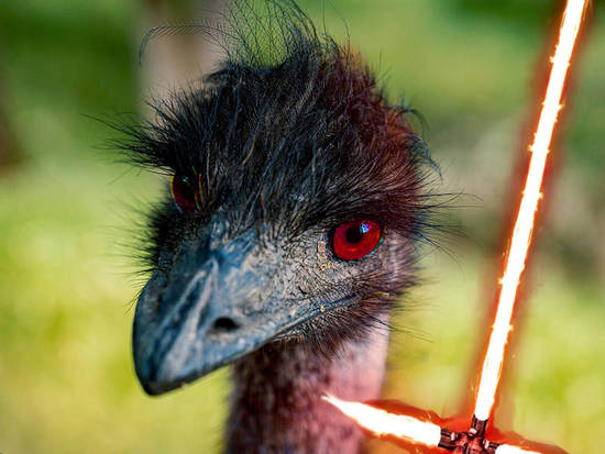 Darth Emu