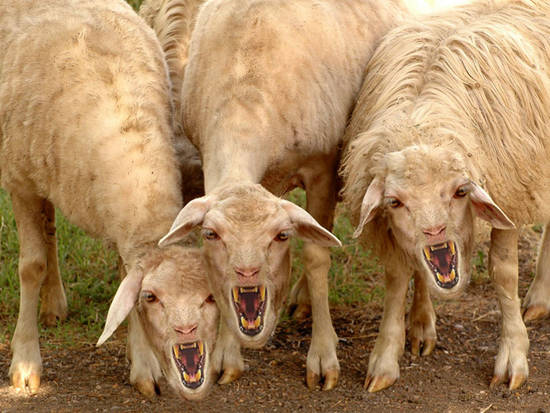 Scary Sheep