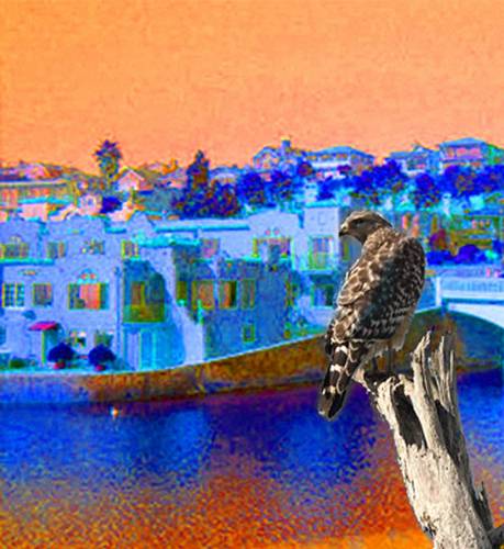 impressionistic hawk