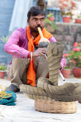 Snake Charmer